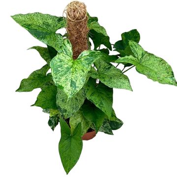 Syngonium MOTTLED