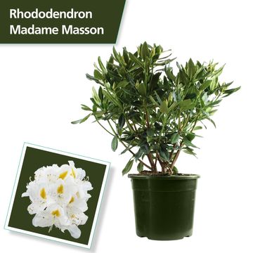 Rhododendron 'Мадам Массон'