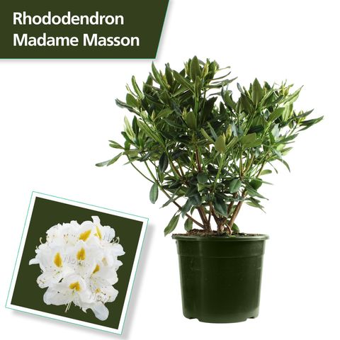 Rhododendron 'Мадам Массон'