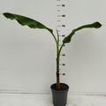 Musa acuminata × balbisiana 'Blue Java'