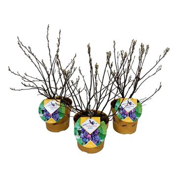 Amelanchier alnifolia