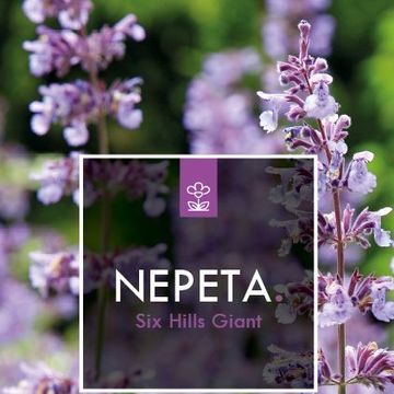 Nepeta 'Six Hills Giant'
