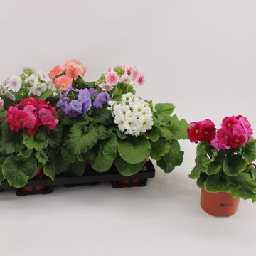 Primula obconica SWEET KISSES MIX
