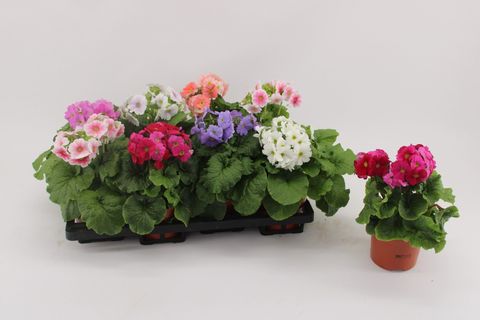 Primula obconica SWEET KISSES MIX