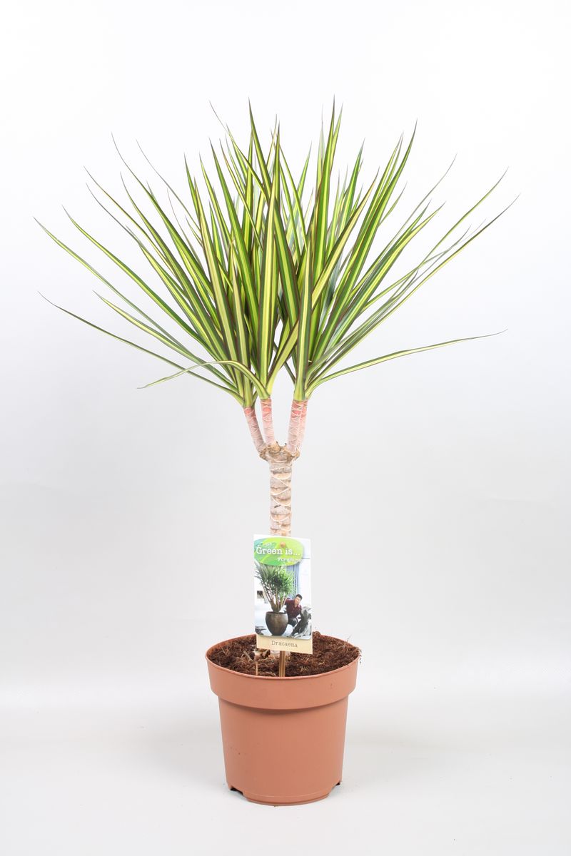 Dracaena marginata 'Sunray'  Pflanzengrohandel FlorAccess