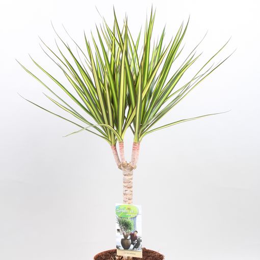 Dracaena marginata 'Sunray'