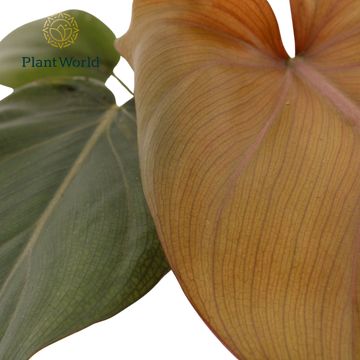 Philodendron 'Summer Glory'