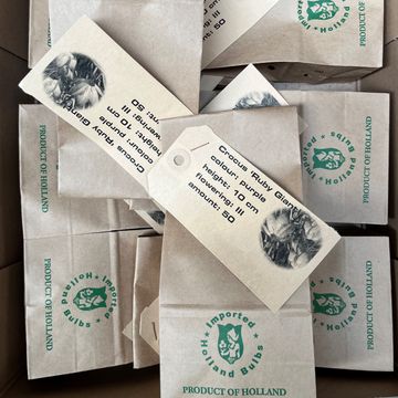 Crocus tommasinianus 'Ruby Giant'