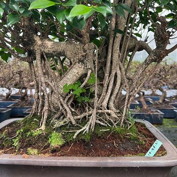 Ficus retusa