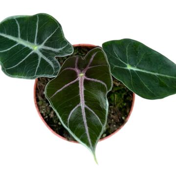 Alocasia Ninja Tricolor (TC) 【8-12 Variegated Alocasia Ninja