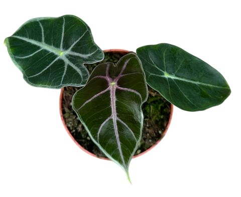 Alocasia suhirmaniana