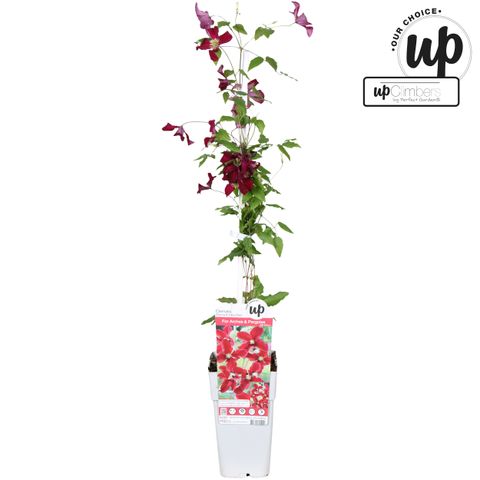 Clematis 'Vitiwester'