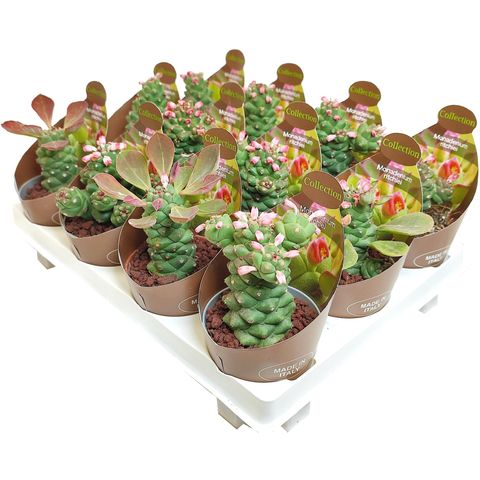 Euphorbia ritchiei