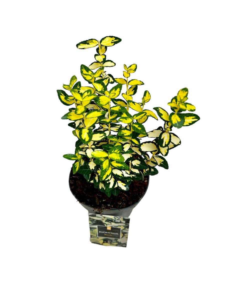 Euonymus fortunei BLONDY  Plant Wholesale FlorAccess