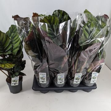 Calathea fasciata