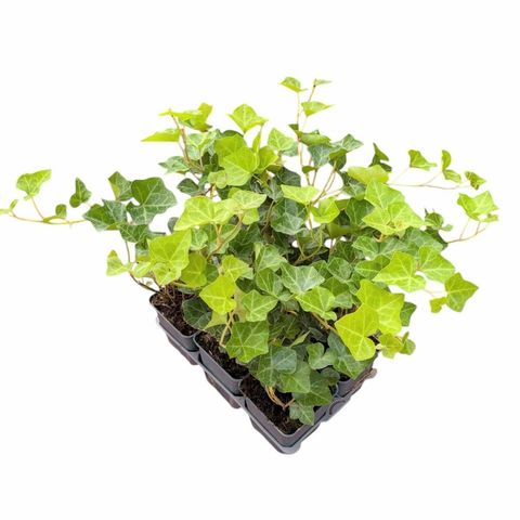 Hedera hibernica