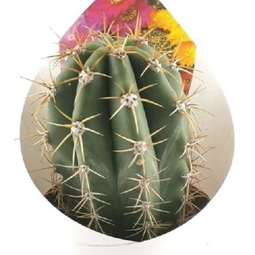 Echinopsis atacamensis