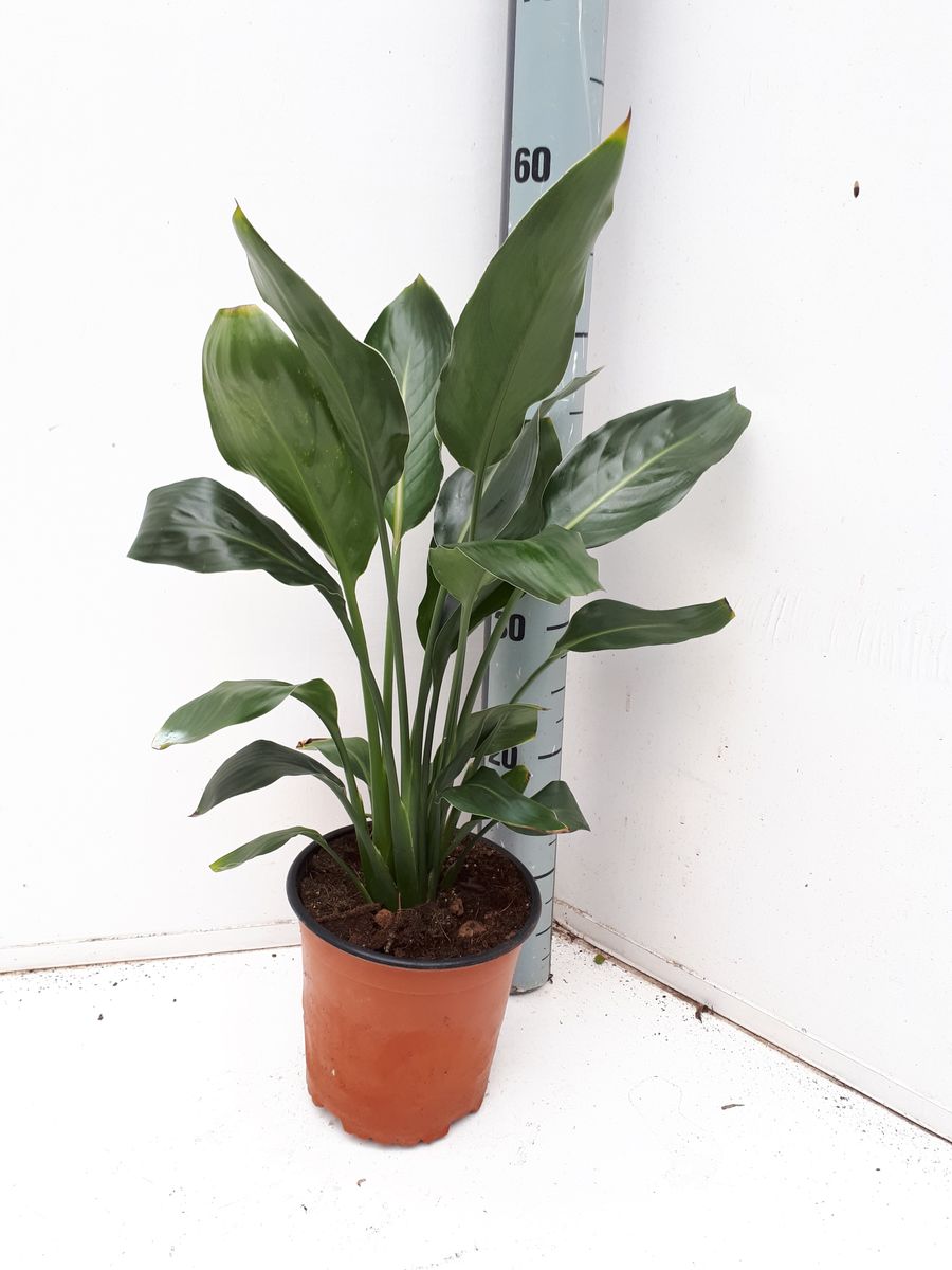 Strelitzia reginae — Vendita all'ingrosso piante FlorAccess