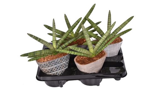 Sansevieria cylindrica 'Skyline'