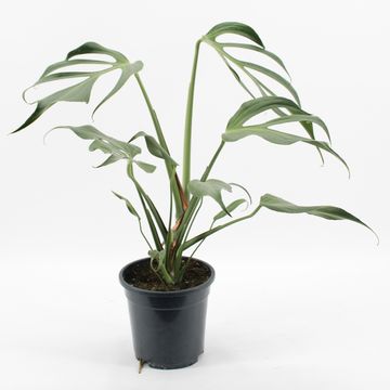Monstera 'Burle Marx Flame'