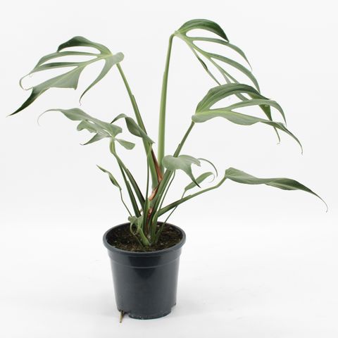 Monstera 'Burle Marx Flame'