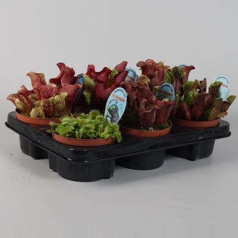Carnivorous plants MIX
