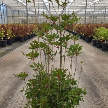 Enkianthus campanulatus