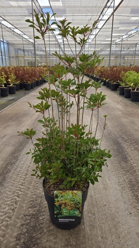 Enkianthus campanulatus