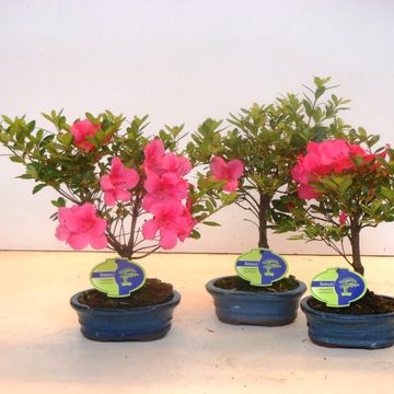 Rhododendron indicum