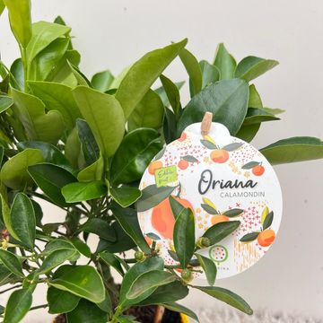 x Citrofortunella microcarpa