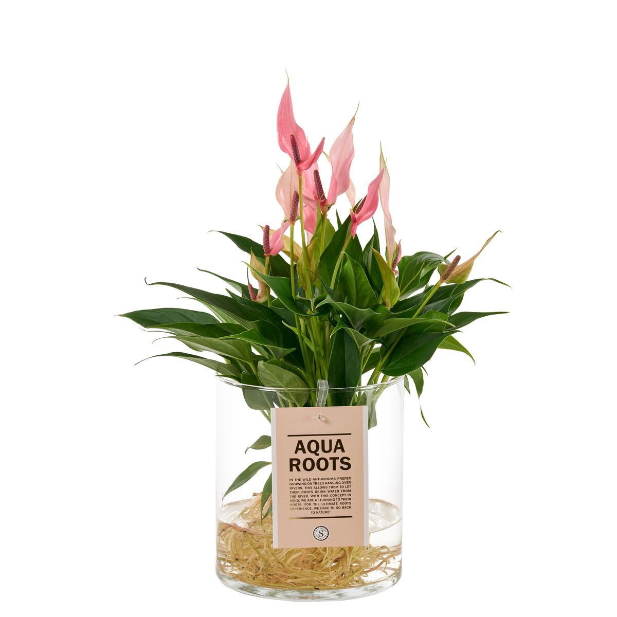 Anthurium LILLI  Pflanzengrohandel FlorAccess