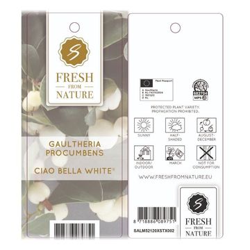 Gaultheria procumbens CIAO BELLA WHITE