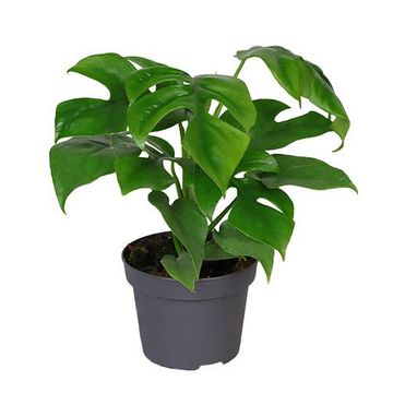 Monstera minima
