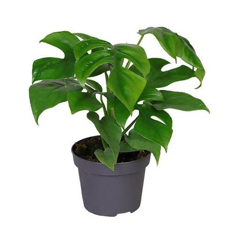 Monstera minima