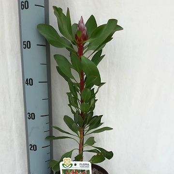 Protea cynaroides 'Little Prince'