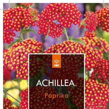 Achillea millefolium 'Paprika'