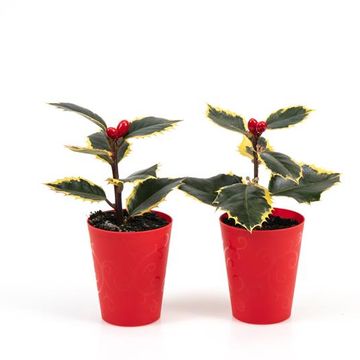 Ilex aquifolium 'Aurea Marginata'