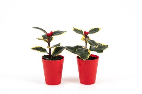 Ilex aquifolium 'Aurea Marginata'