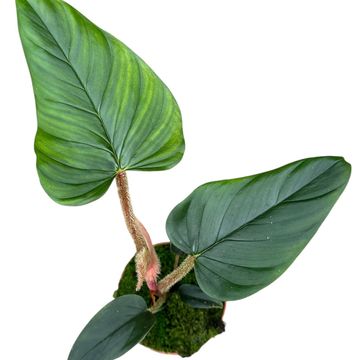 Philodendron serpens