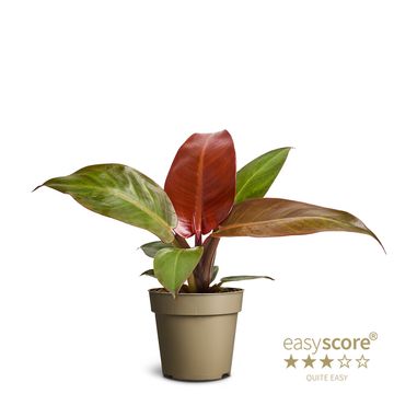 Philodendron 'Red Sun'