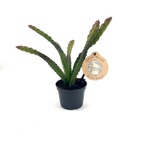 Lepismium cruciforme