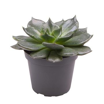 Echeveria 'Echoc'