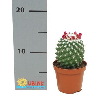 Mammillaria polythele 'Toluca'