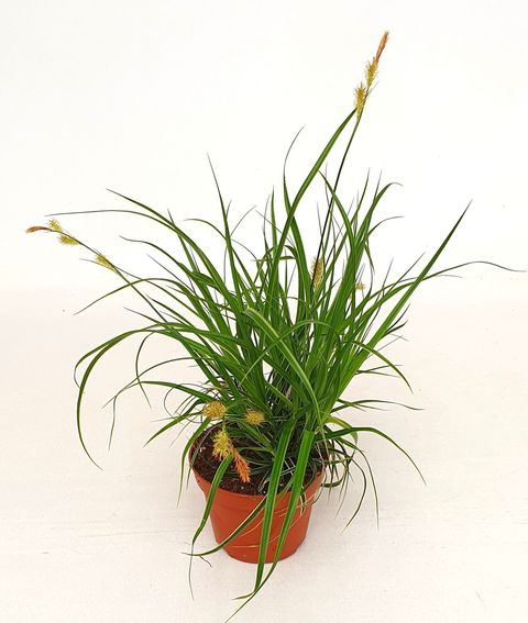 Carex morrowii 'Goldband'