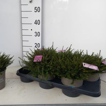 Erica x darleyensis 'Kramer's Rote'