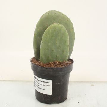 Opuntia ficus-indica