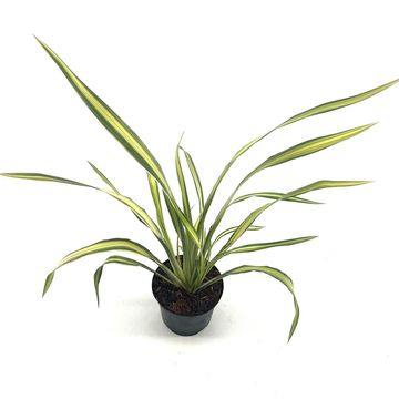 Phormium 'Yellow Wave'