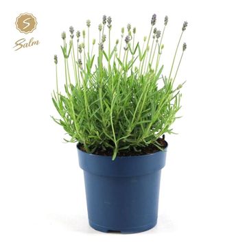 Lavandula angustifolia 'Felice Premium Provence'