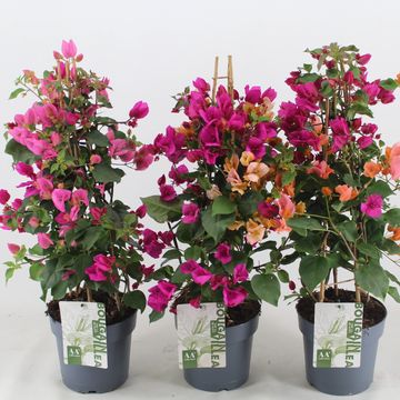 Bougainvillea MIX