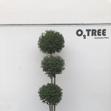 Ligustrum delavayanum